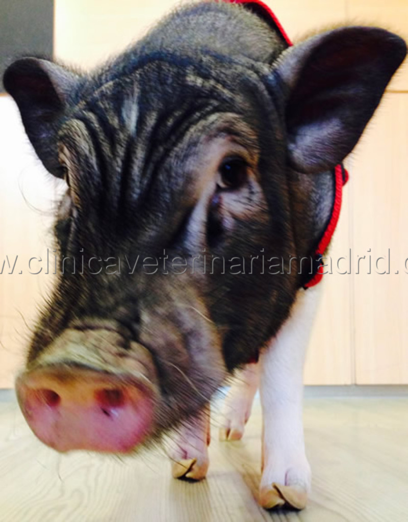 Clinica Vaterinaria de cerdos vietnamitas en Madrid