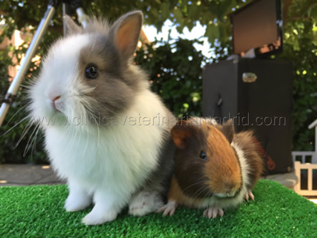 Clinica Veterinaria para Conejos Dientes