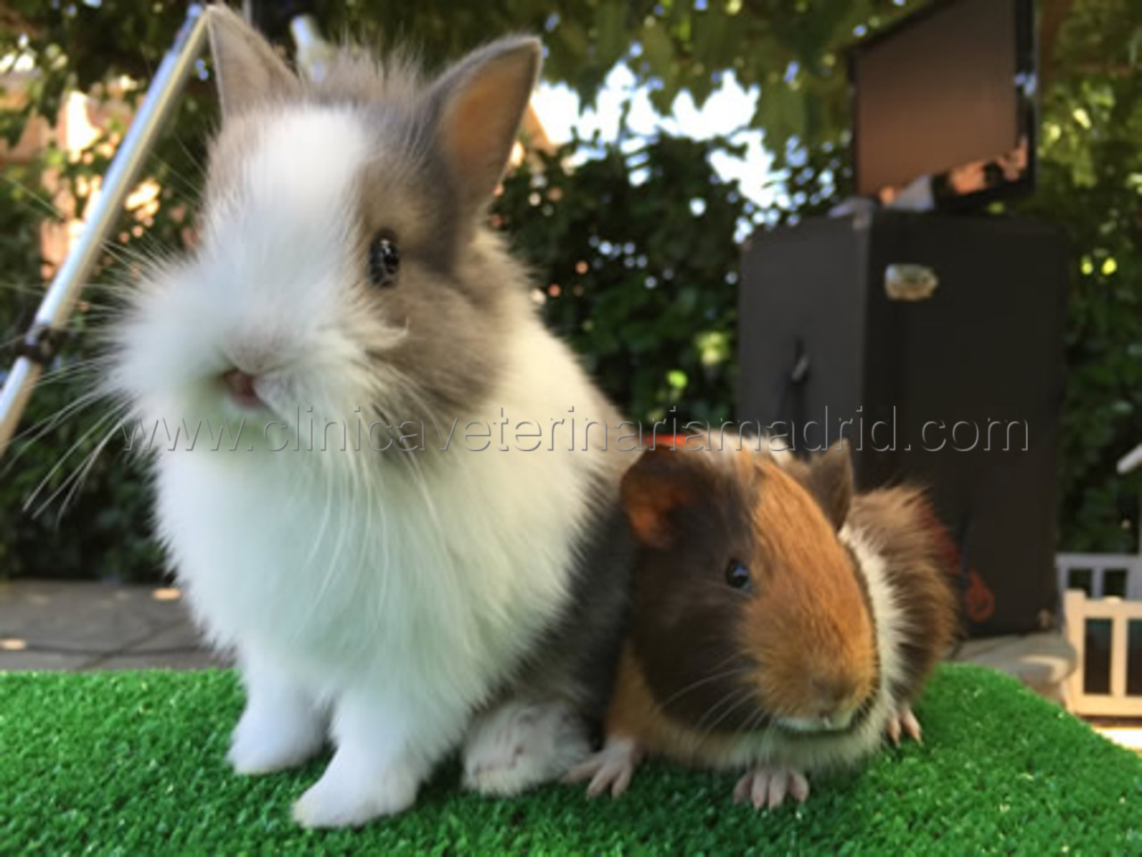 Clinica Veterinaria para Conejos Dientes