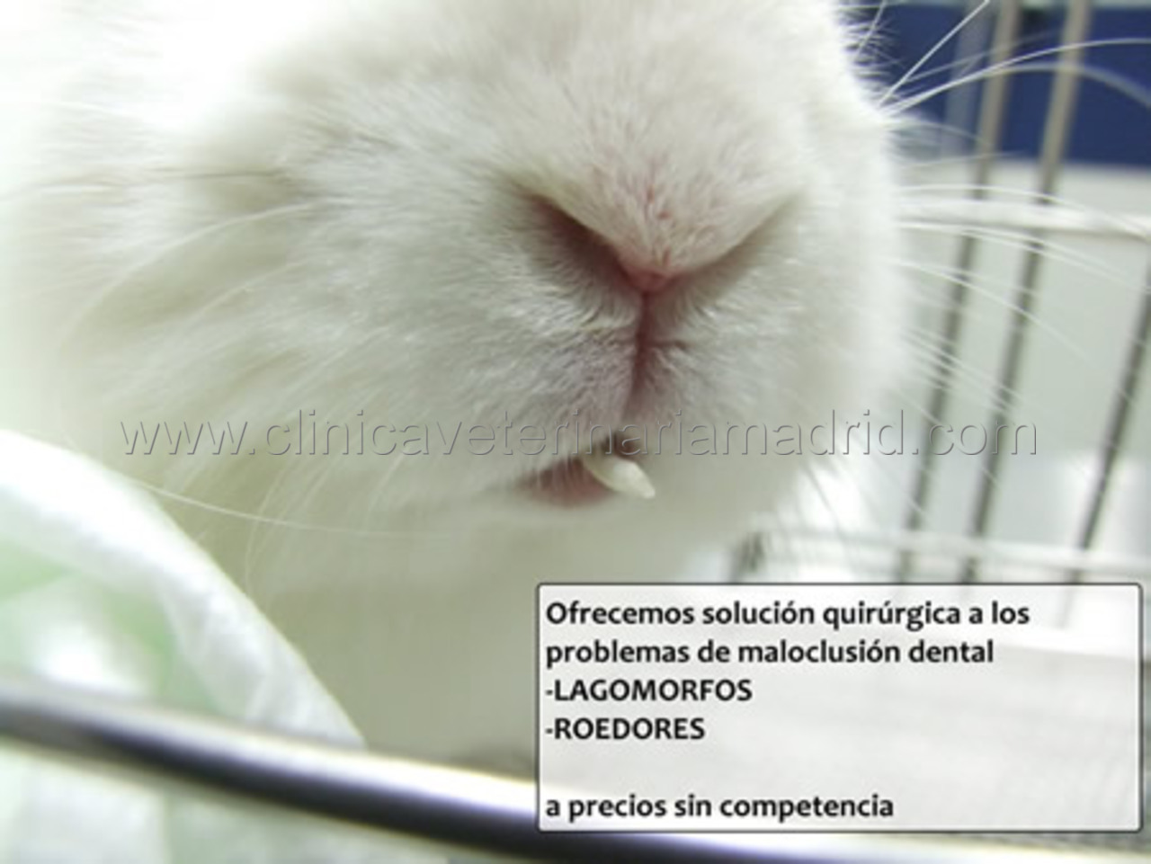 Clinica Veterinaria para Conejos Dientes