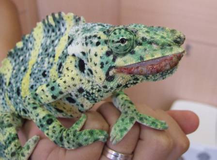 Clinica Veterinaria para reptiles en Madrid