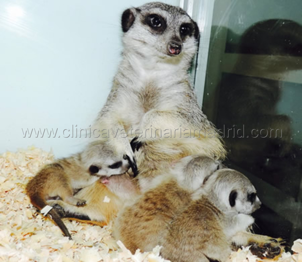 Clinica Veterinaria para suricatas en Madrid