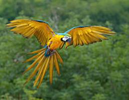 Clinica Veterinaria Loros