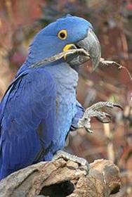 Clinica Veterinaria Loros