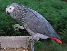 Clinica Veterinaria Loros