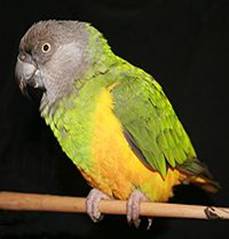 Clinica Veterinaria Loros