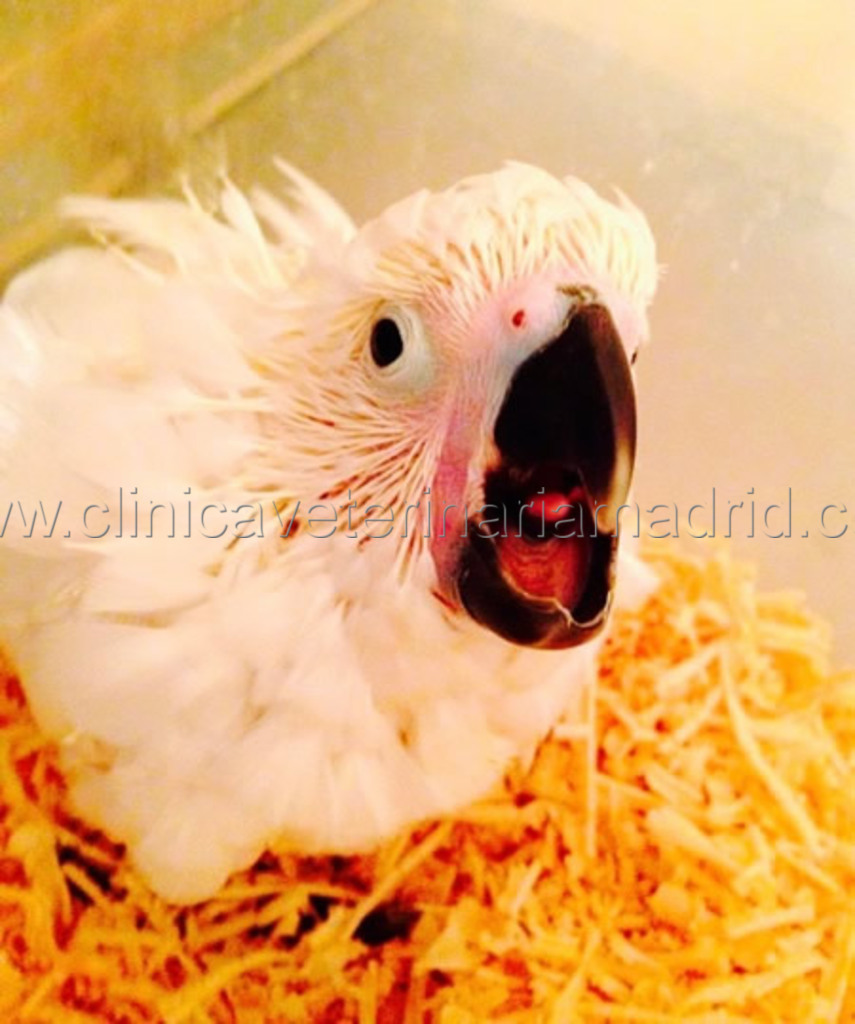 Clinica Veterinaria Madrid Cacatua Alba