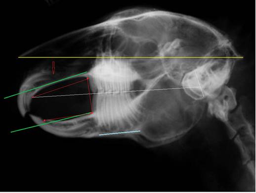 Clinica Veterinaria para Conejos Dientes