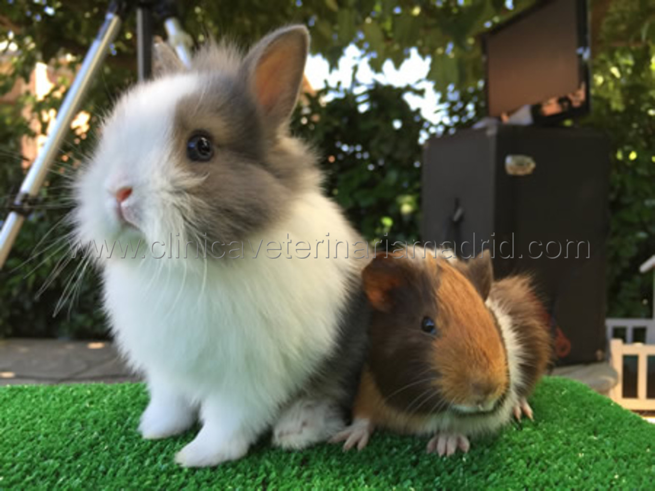 Clinica Veterinaria para Conejos Dientes