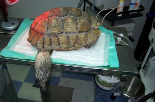 Clinica Veterinaria para reptiles en Madrid