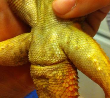 Clinica Veterinaria para reptiles en Madrid