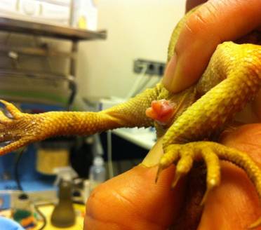 Clinica Veterinaria para reptiles en Madrid