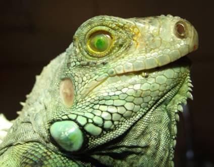 Clinica Veterinaria para reptiles en Madrid