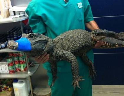 Clinica Veterinaria para reptiles en Madrid