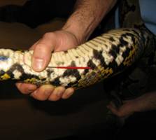 Clinica Veterinaria para reptiles en Madrid