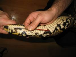 Clinica Veterinaria para reptiles en Madrid