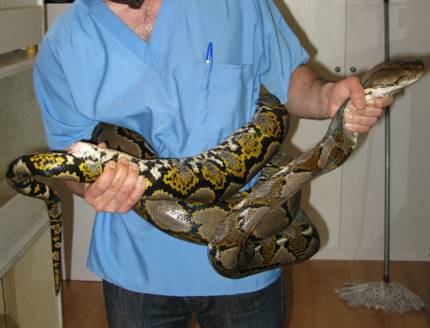 Clinica Veterinaria para reptiles en Madrid