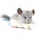 Clinica veterinaria para chinchillas en Madrid.