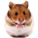 Clinica veterinaria para hamsters en Madrid.