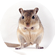 Clinica veterinaria para jerbos, ratas y ratones en Madrid.