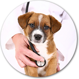 Clinica Veterinaria Urgencias 24 horas para animales en Madrid.