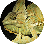 Clinica veterinaria para reptiles en Madrid.